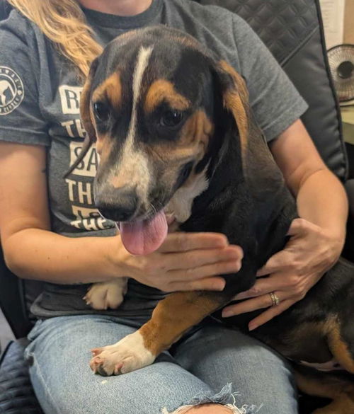 picture of the dog needing adoption