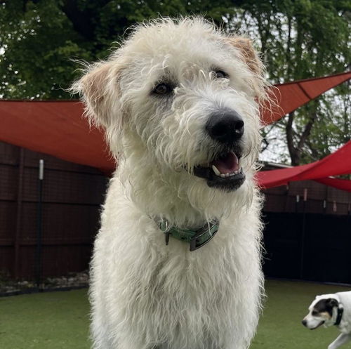 picture of the dog needing adoption