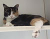 adoptable Cat in Rockwall, TX named Demi