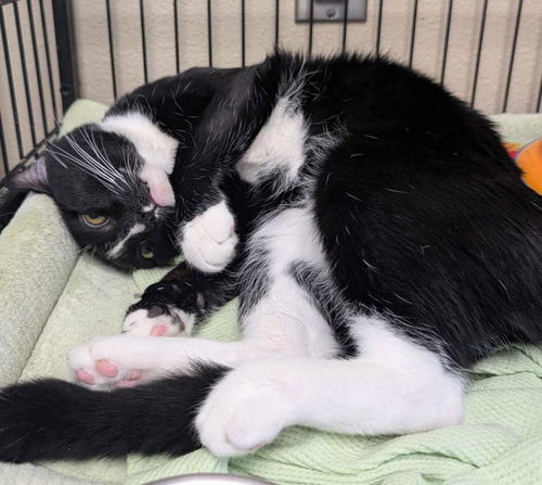 picture of the cat needing adoption