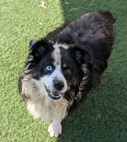 picture of the dog needing adoption