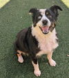 adoptable Dog in  named Trixie