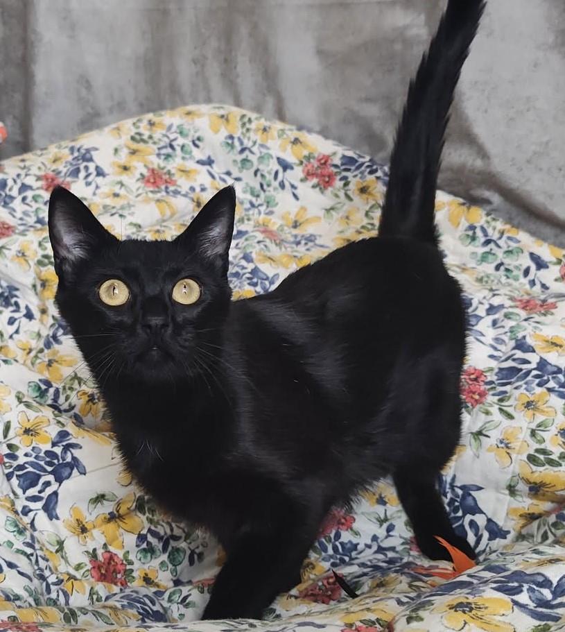 adoptable Cat in Rockwall, TX named Isis