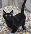 adoptable Cat in rockwall, TX named Isis