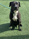 adoptable Dog in rockwall, TX named Maisy