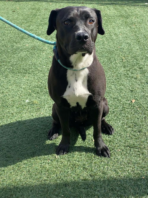 picture of the dog needing adoption