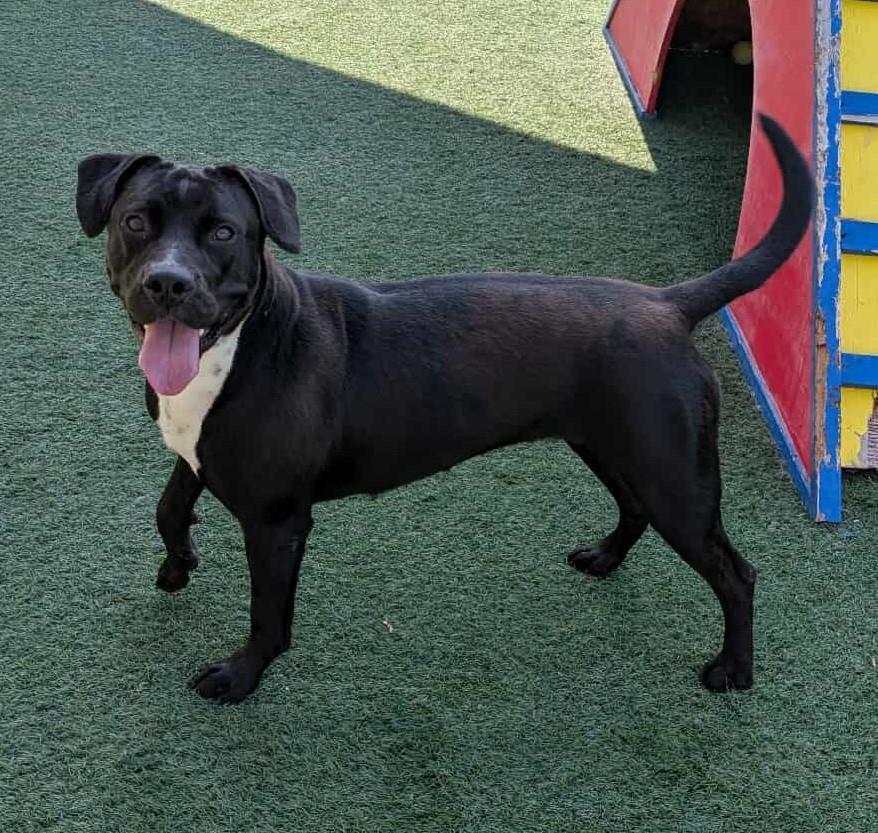 adoptable Dog in Rockwall, TX named Maisy