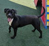 adoptable Dog in  named Maisy