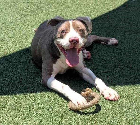 adoptable Dog in Rockwall, TX named Kirby