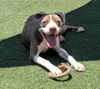 adoptable Dog in rockwall, TX named Kirby