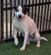 adoptable Dog in  named Bree