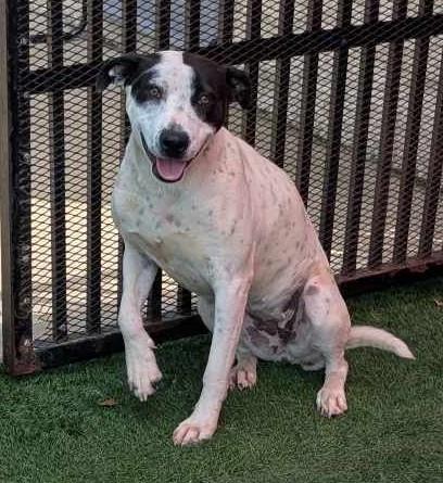 picture of the dog needing adoption