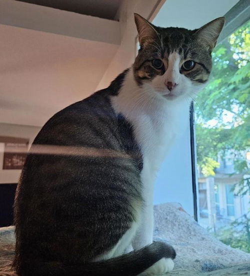 picture of the cat needing adoption