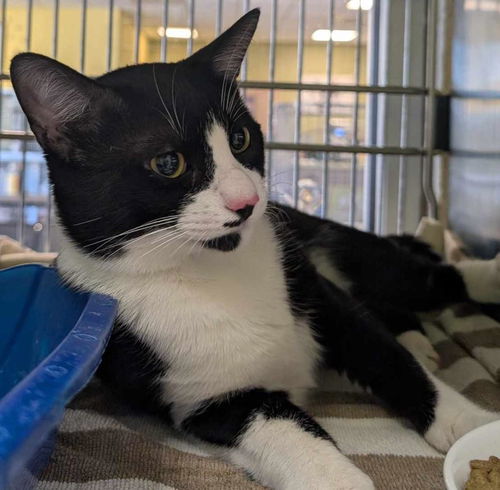 picture of the cat needing adoption