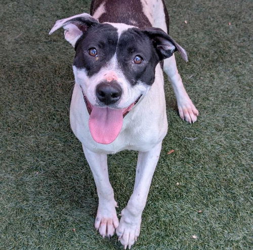 picture of the dog needing adoption