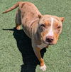 adoptable Dog in  named Rosie - In Foster