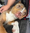 adoptable Dog in Rockwall, TX named Rosie - In Foster