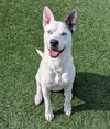 adoptable Dog in rockwall, TX named Hope