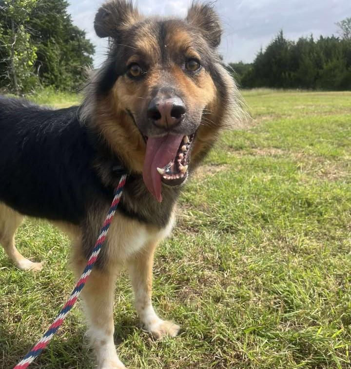 adoptable Dog in Rockwall, TX named Sunny