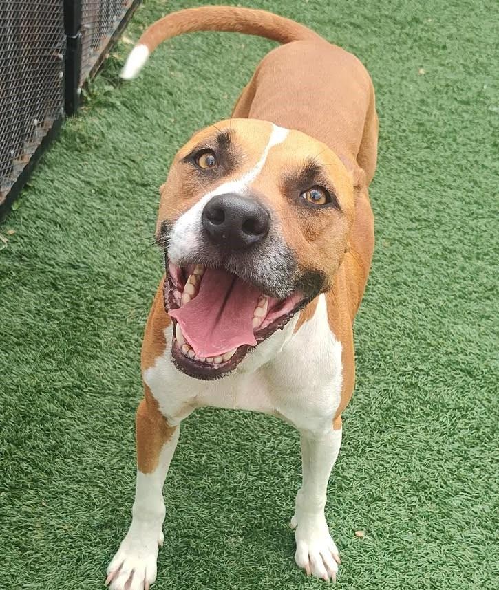adoptable Dog in Rockwall, TX named Slater - In Foster Home