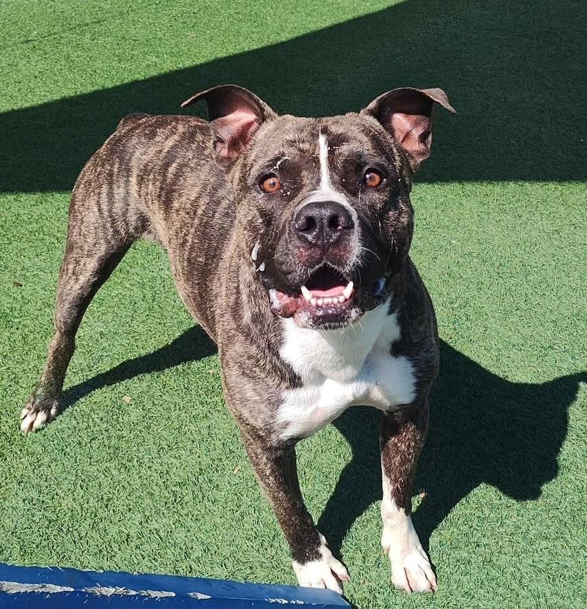 adoptable Dog in Rockwall, TX named Eddie