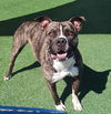 adoptable Dog in  named Eddie