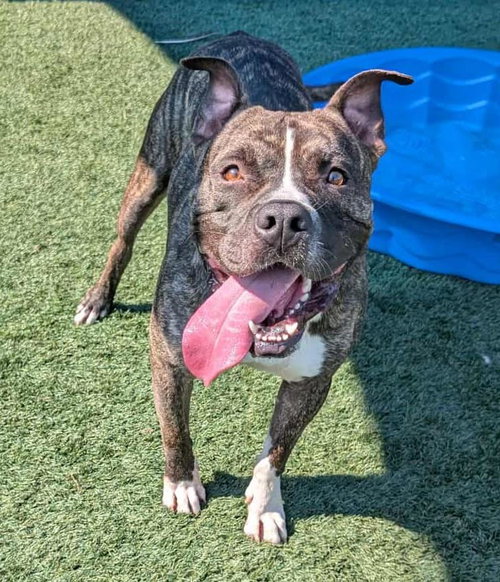 picture of the dog needing adoption
