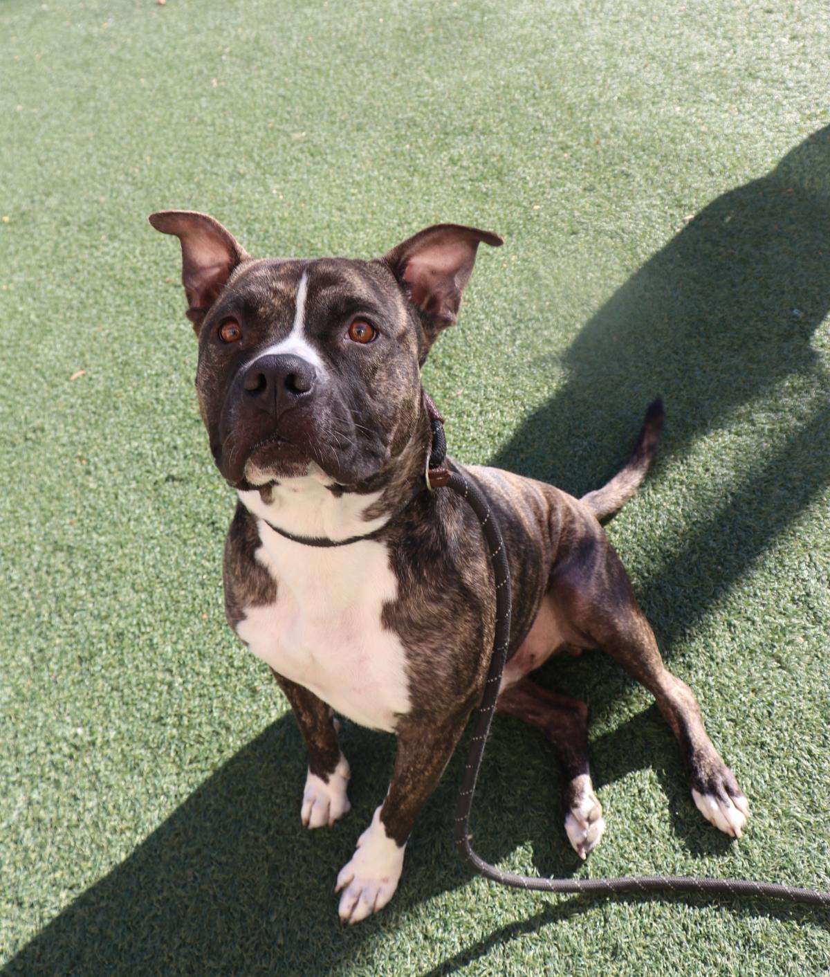 Eddie - $75 Adoption Fee!  Diamond Dog!