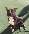 Eddie - $75 Adoption Fee!  Diamond Dog! - Photo 1
