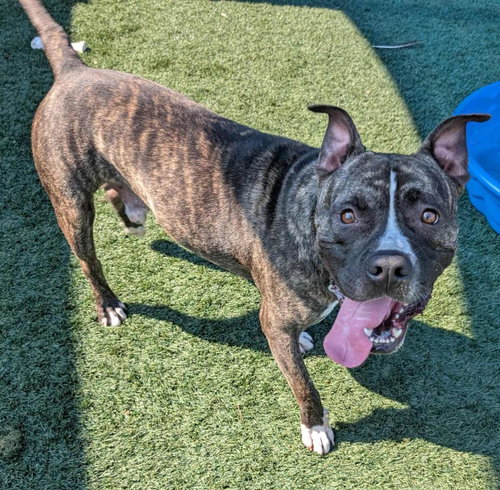 EDDIE - $75 ADOPTION FEE!  DIAMOND DOG! - Pit Bull Terrier / Labrador Retriever available for adoption