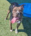 Eddie - $75 Adoption Fee!  Diamond Dog! - Photo 3