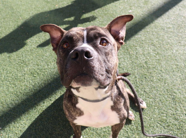Eddie - $75 Adoption Fee!  Diamond Dog!