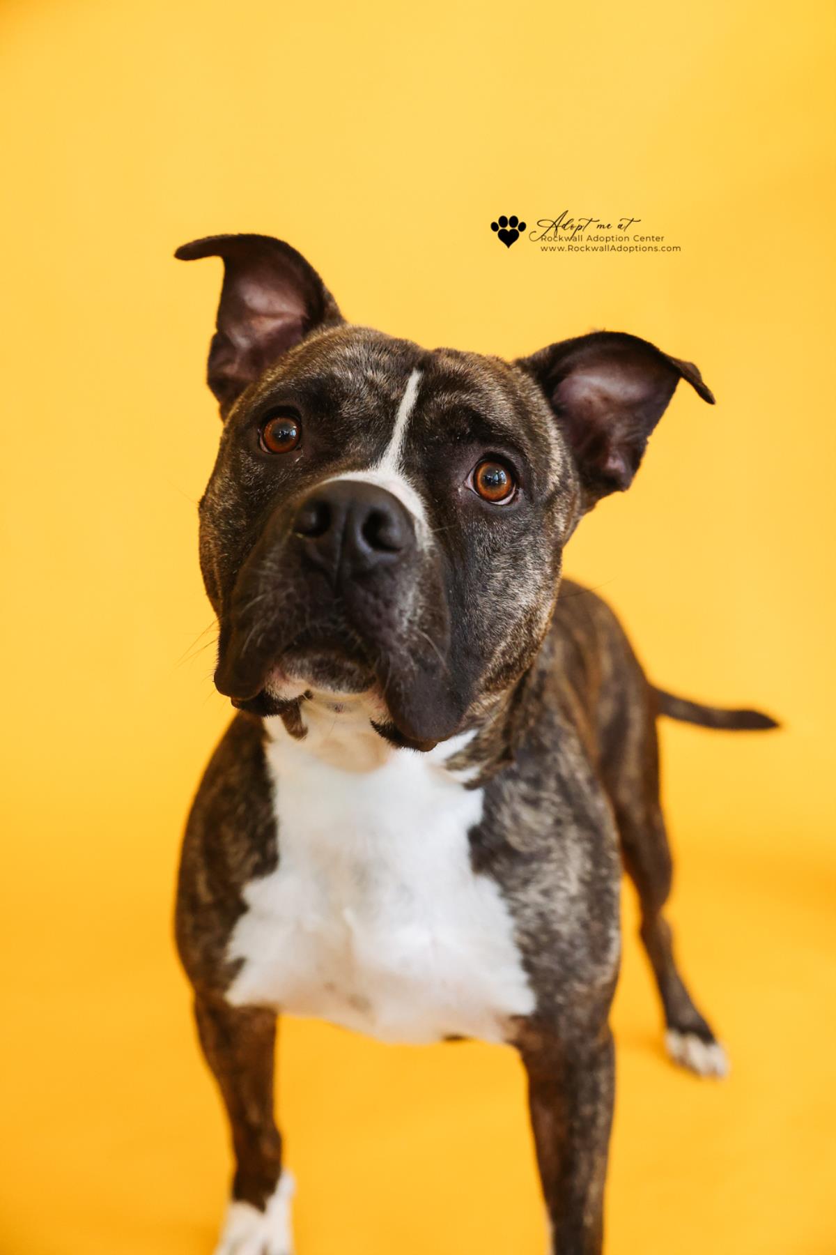 Eddie - $75 Adoption Fee!  Diamond Dog! Image