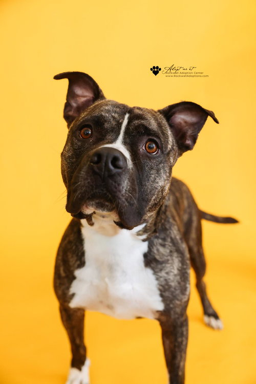 EDDIE - $75 ADOPTION FEE!  DIAMOND DOG! - Pit Bull Terrier / Labrador Retriever available for adoption
