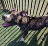 Eddie - $75 Adoption Fee!  Diamond Dog! - Photo 2
