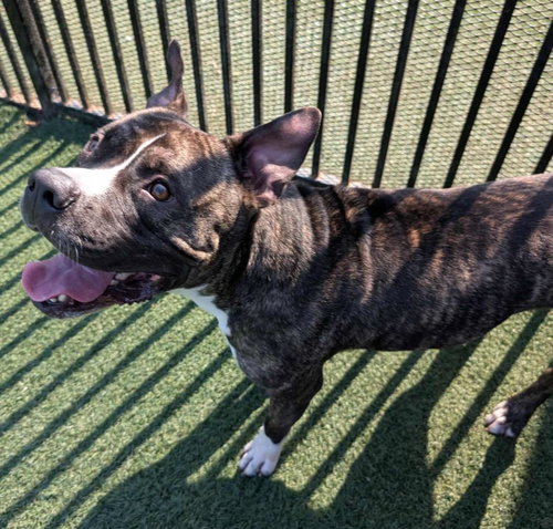 EDDIE - $75 ADOPTION FEE!  DIAMOND DOG! - Pit Bull Terrier / Labrador Retriever available for adoption