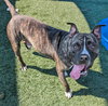 Eddie - $75 Adoption Fee!  Diamond Dog! - Photo 3
