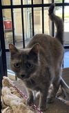 adoptable Cat in Rockwall, TX named Eevee