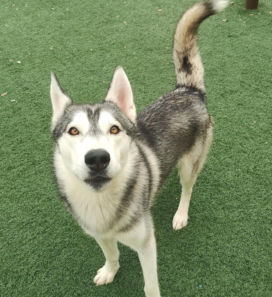 adoptable Dog in Rockwall, TX named Pogo