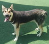 adoptable Dog in rockwall, TX named Jake