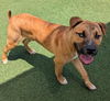 adoptable Dog in  named Tony