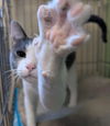 adoptable Cat in Rockwall, TX named Strawberries