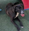 adoptable Dog in Rockwall, TX named Popeye