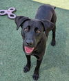 adoptable Dog in Rockwall, TX named Olive