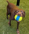adoptable Dog in Rockwall, TX named Buscemi
