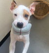adoptable Dog in  named Chase
