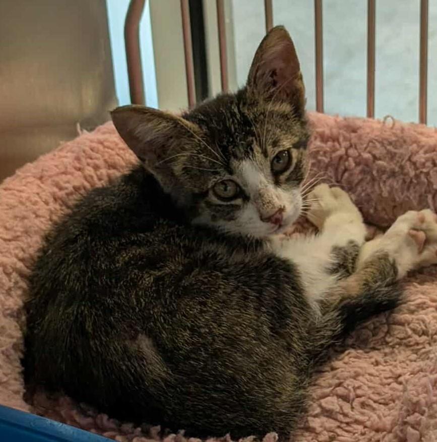adoptable Cat in Rockwall, TX named Pancake