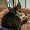 adoptable Cat in  named Pancake
