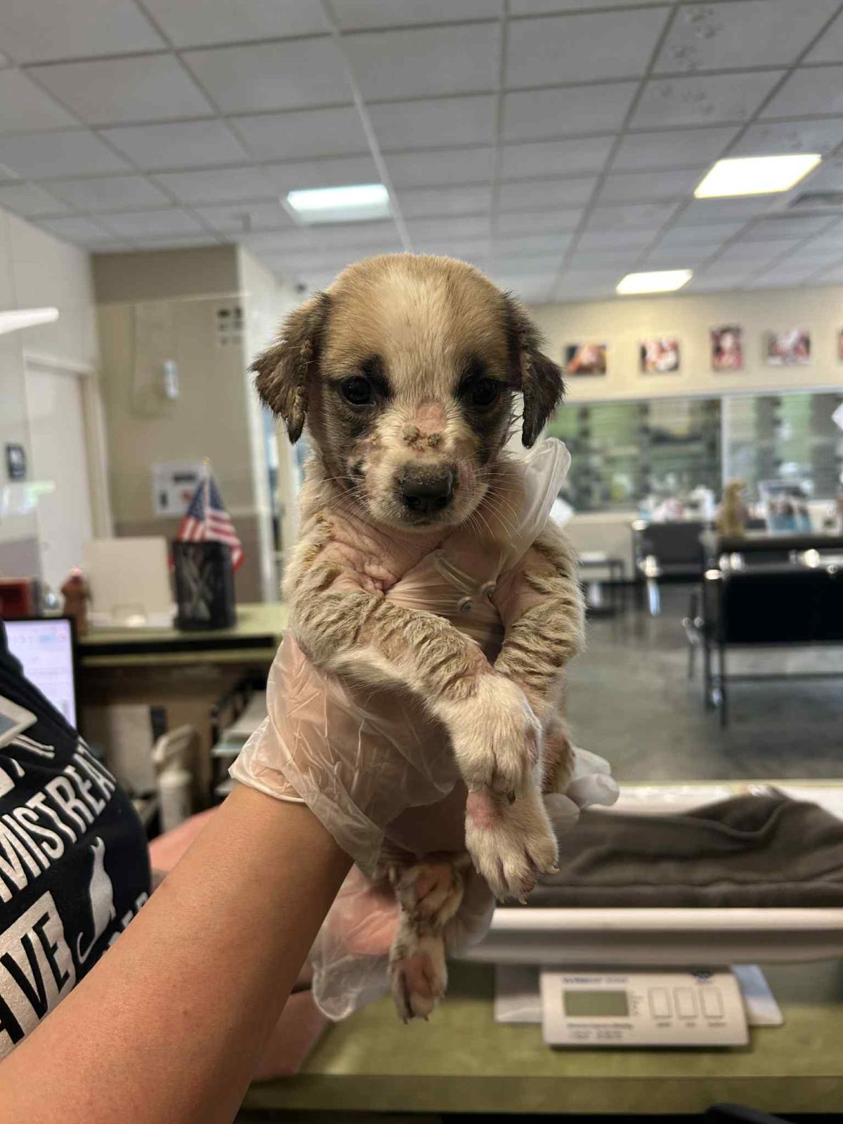 adoptable Dog in Rockwall, TX named Firefly