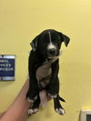 adoptable Dog in rockwall, TX named Hopper